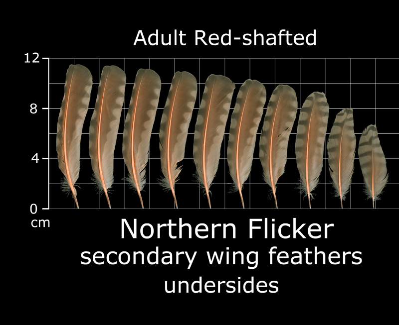 The Feather Atlas Feather Identification and Scans U.S. Fish and