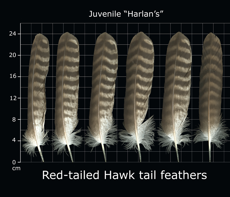 The Feather Atlas - Feather Identification and Scans - U.S. Fish and  Wildlife Service Forensics Laboratory