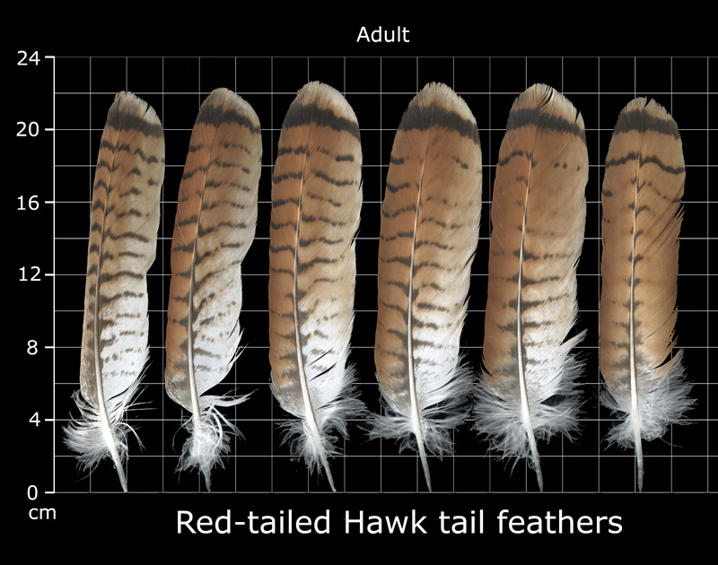 6 Red Feathers