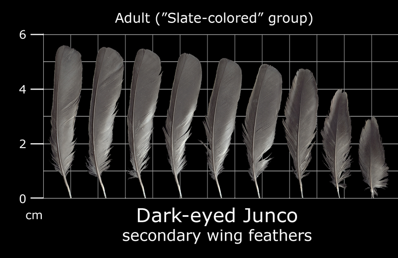 Feather Scan The Feather Atlas - Feather Identification and Scans - U.S. Fish and ...