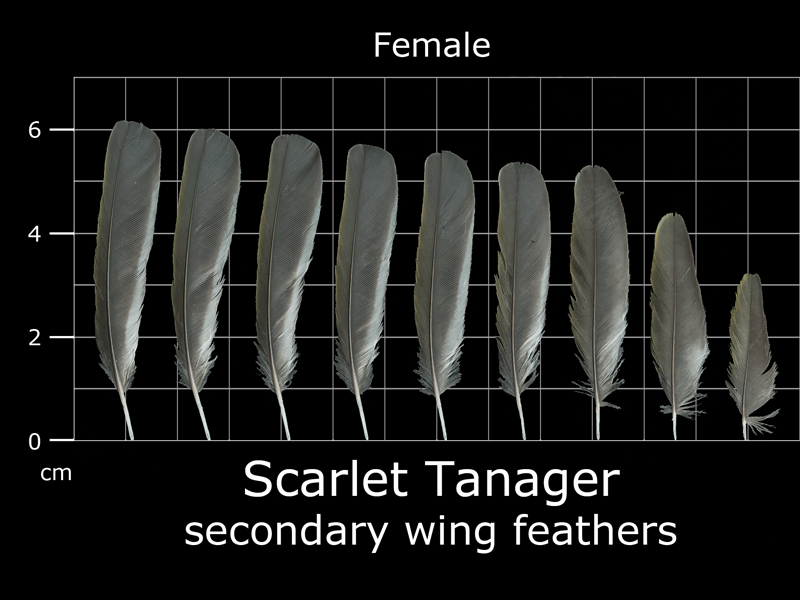 Feather Scan The Feather Atlas - Feather Identification and Scans - U.S. Fish and ...