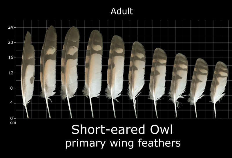 The Feather Atlas Feather Identification and Scans U.S. Fish and