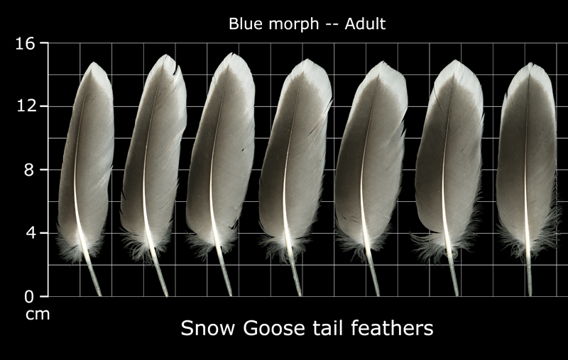 The Feather Atlas - Feather Identification and Scans - U.S. Fish