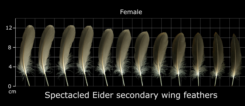 Feather Scan The Feather Atlas - Feather Identification and Scans - U.S. Fish and ...