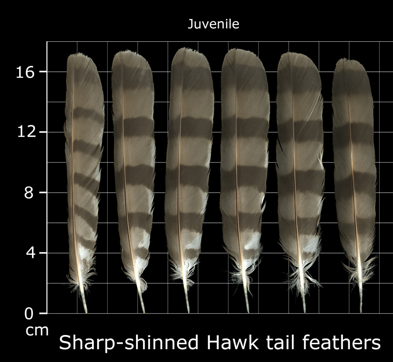 Feather Scan The Feather Atlas - Feather Identification and Scans - U.S. Fish and ...