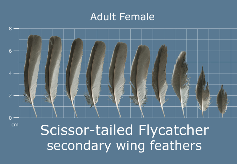 Feather Scan The Feather Atlas - Feather Identification and Scans - U.S. Fish and ...