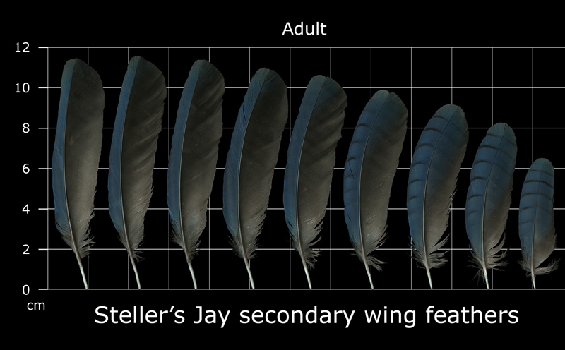 feather