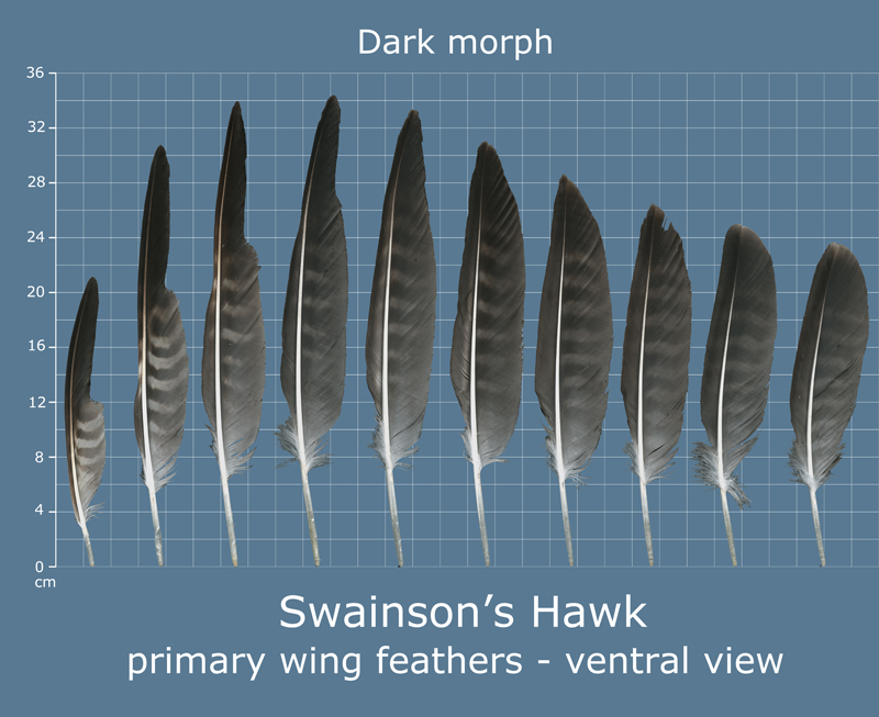 Feather Scan The Feather Atlas - Feather Identification and Scans - U.S. Fish and ...