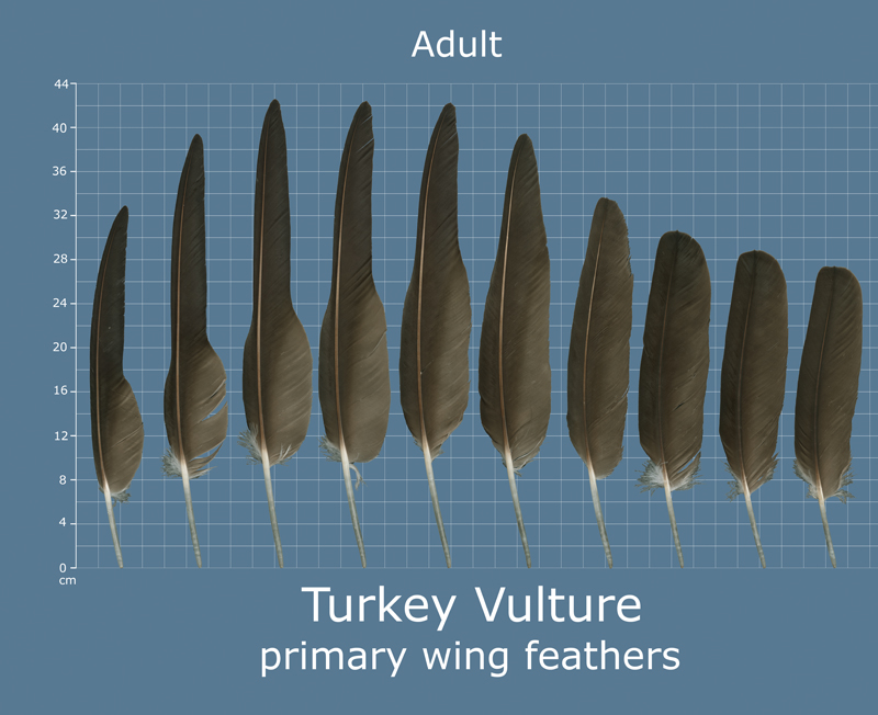 feather