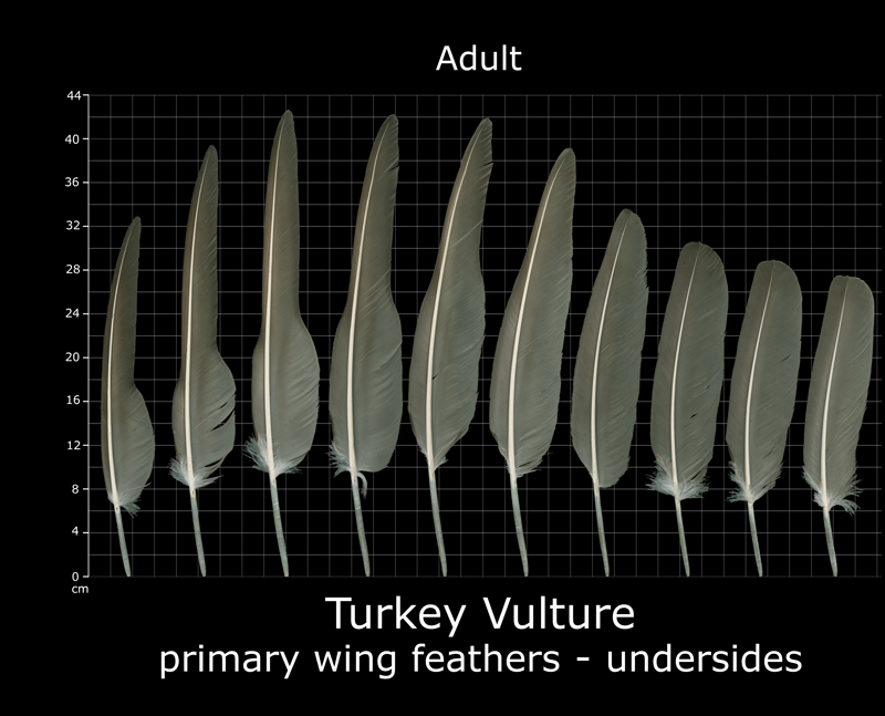 The Feather Atlas Feather Identification and Scans U.S. Fish and