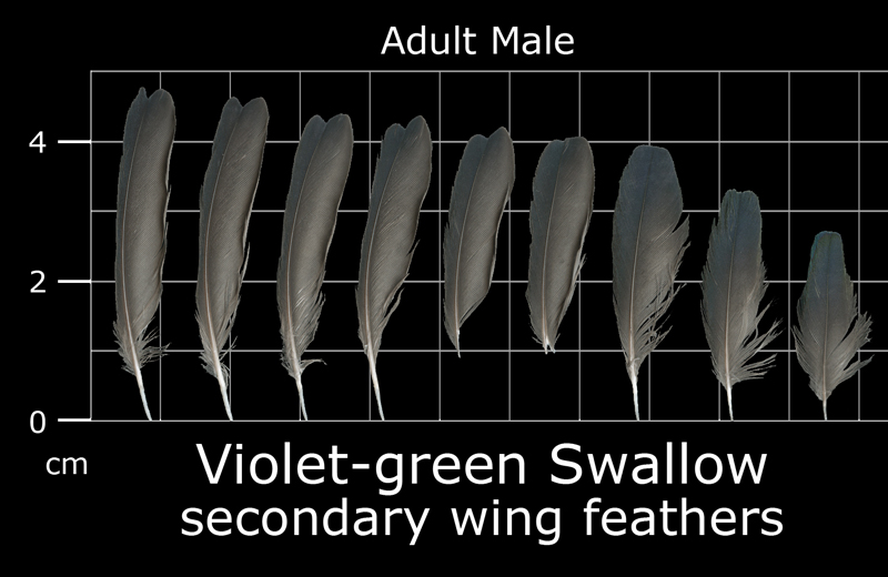 Feather Scan The Feather Atlas - Feather Identification and Scans - U.S. Fish and ...
