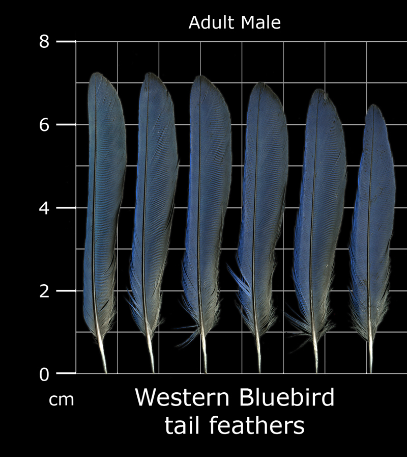 The Feather Atlas Feather Identification and Scans U.S. Fish and