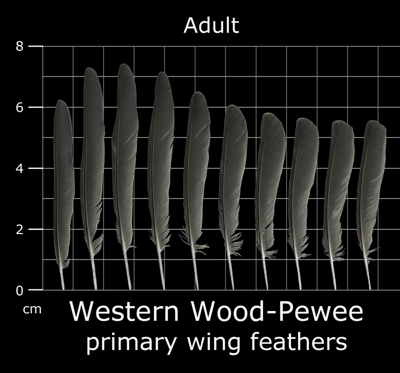 The Feather Atlas - Feather Identification and Scans - U.S. Fish and ...