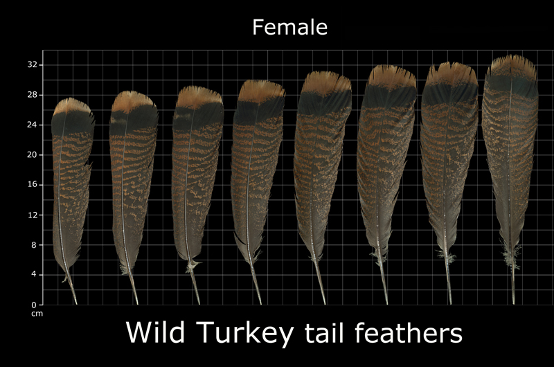 Turkey Feather Identification