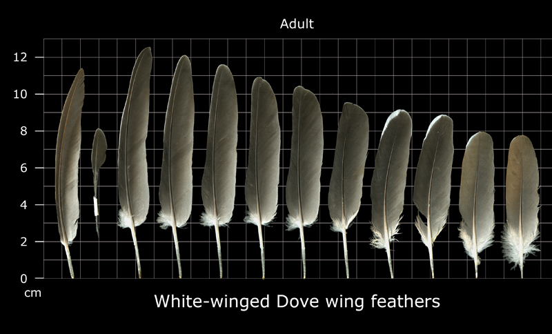 The Feather Atlas - Feather Identification and Scans - U.S. Fish and  Wildlife Service Forensics Laboratory