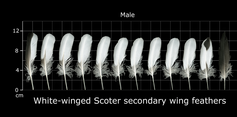 The Feather Atlas - Feather Identification and Scans - U.S. Fish and ...