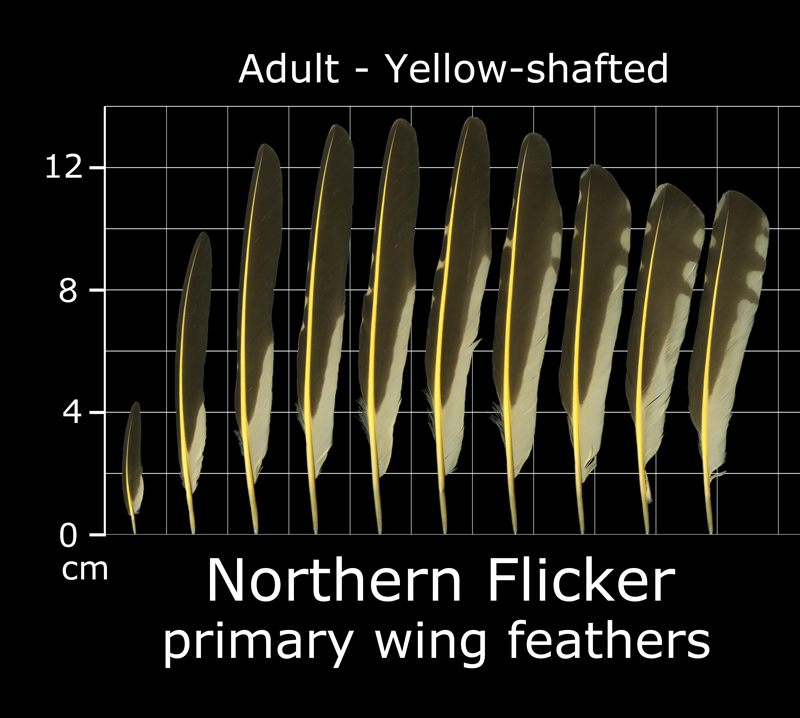 The Feather Atlas Feather Identification and Scans U.S. Fish and Wildlife Service Forensics