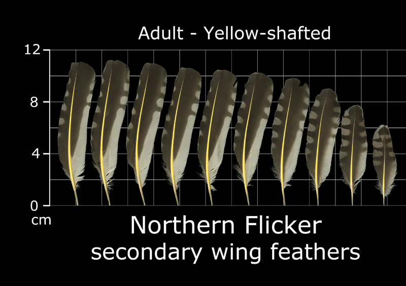 The Feather Atlas Feather Identification and Scans U.S. Fish and