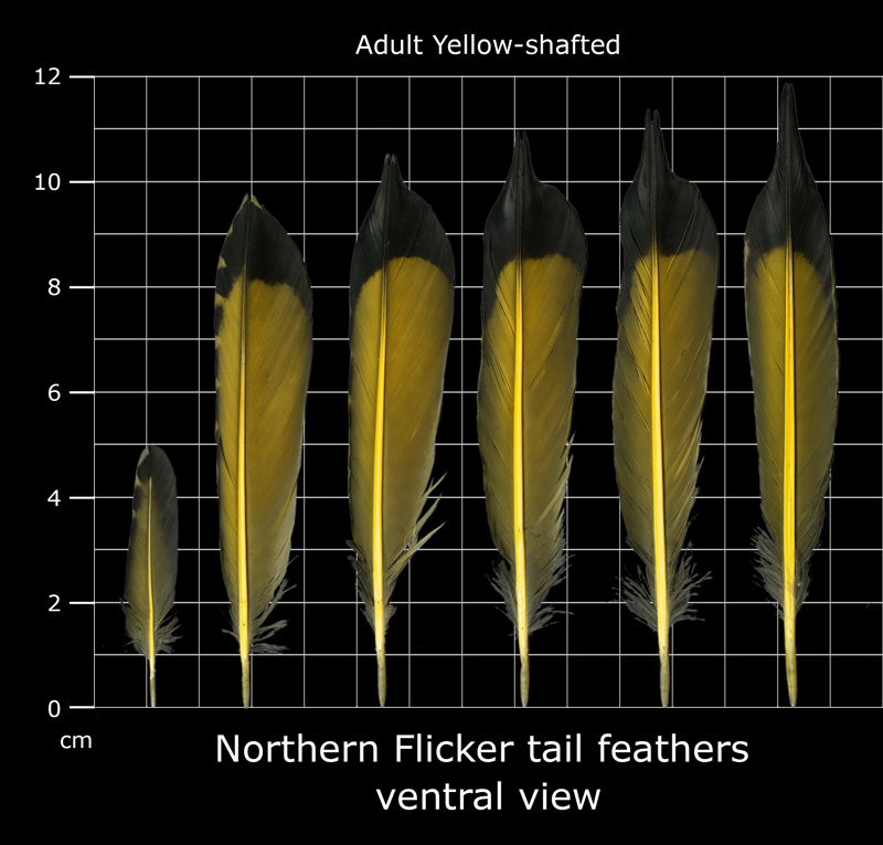 The Feather Atlas - Feather Identification and Scans - U.S. Fish and  Wildlife Service Forensics Laboratory