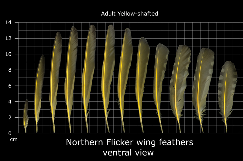 The Feather Atlas Feather Identification and Scans U.S. Fish and