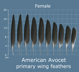American Avocet