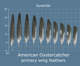 American Oystercatcher