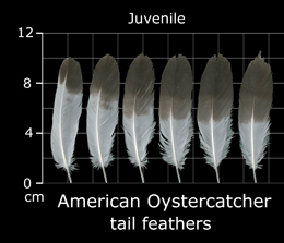 American Oystercatcher