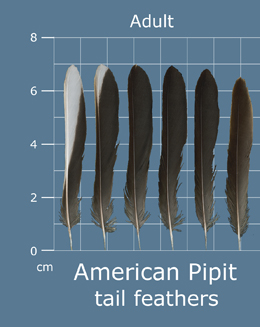American Pipit