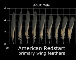 American Redstart