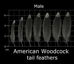 American Woodcock