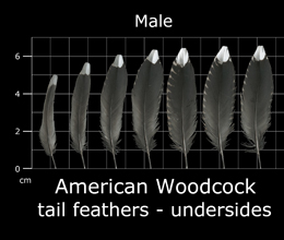American Woodcock