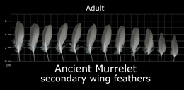 Ancient Murrelet