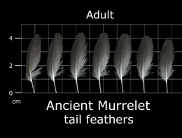 Ancient Murrelet