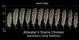 Attwaters Prairie Chicken