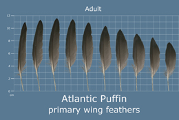 Atlantic Puffin