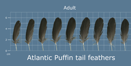 Atlantic Puffin