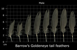 Barrows Goldeneye
