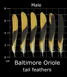 Baltimore Oriole
