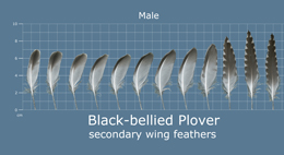 Black-bellied Plover