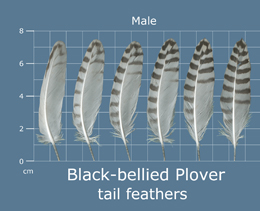 Black-bellied Plover