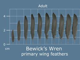 Bewicks Wren