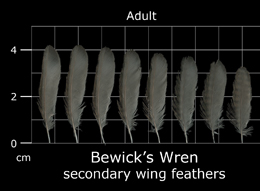 Bewicks Wren