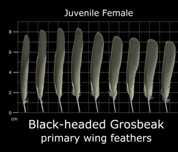 Black-headed Grosbeak