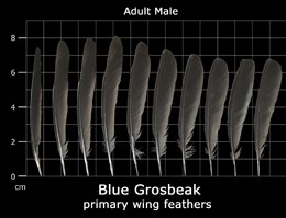 Blue Grosbeak
