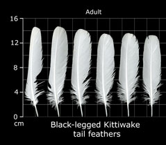 Black-legged Kittiwake