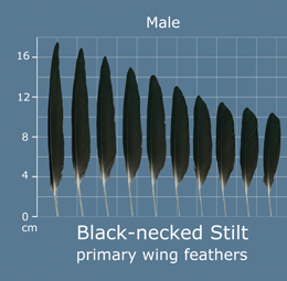 Black-necked Stilt