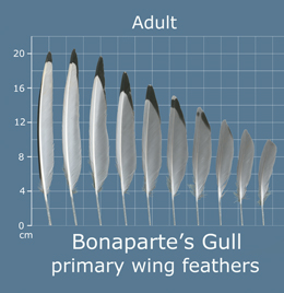 Bonapartes Gull