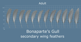 Bonapartes Gull