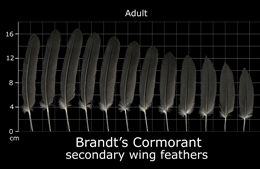Brandts Cormorant