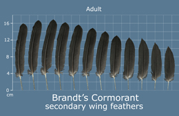 Brandts Cormorant